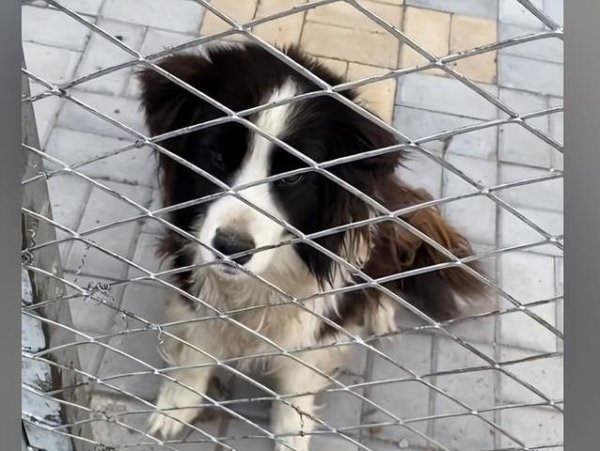 蜂窝配资 边牧被困铁网无人管，小姐姐十天送温暖，主人最终松口送狗