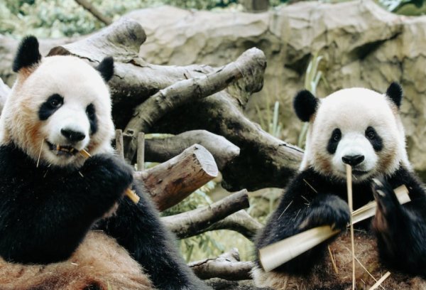 港联证券 探索备受喜爱的国家级代表动物！