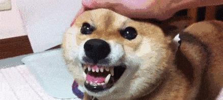 无锡恒鑫配资 和狗狗关系再好，这6种行为，也可能引起狗狗攻击咬人，别大意！