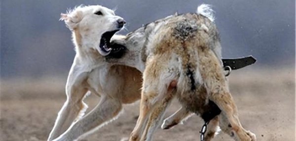 沪深股票配资 牧羊犬脖子上戴的“防狼项圈”，为何会让狼群害怕？真可以防狼？