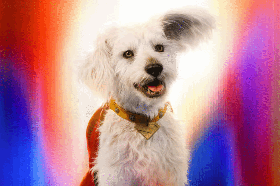 天猫配资 电影《超人》狗狗小氪引领养热潮 相关词条搜索量暴涨