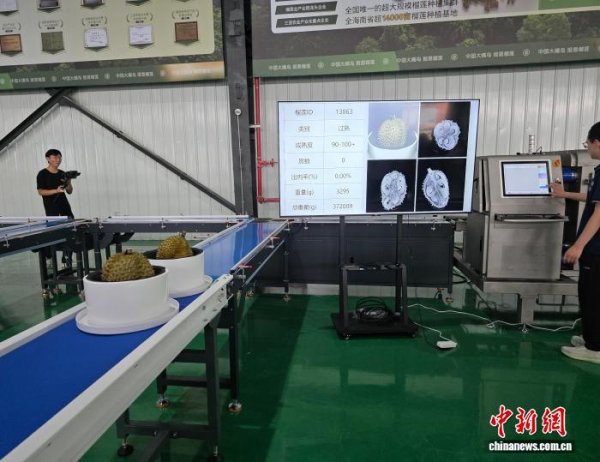 前海吉安 AI榴莲“质检员”海南上岗，“无痛”透视果品好坏